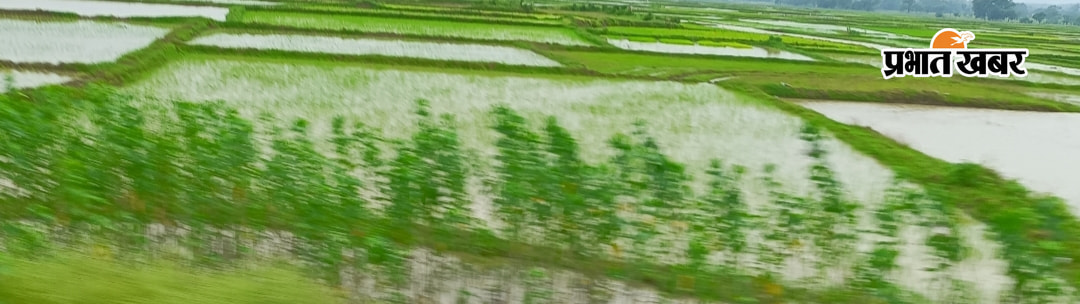 बारिश से बर्बाद हो रही फसल.