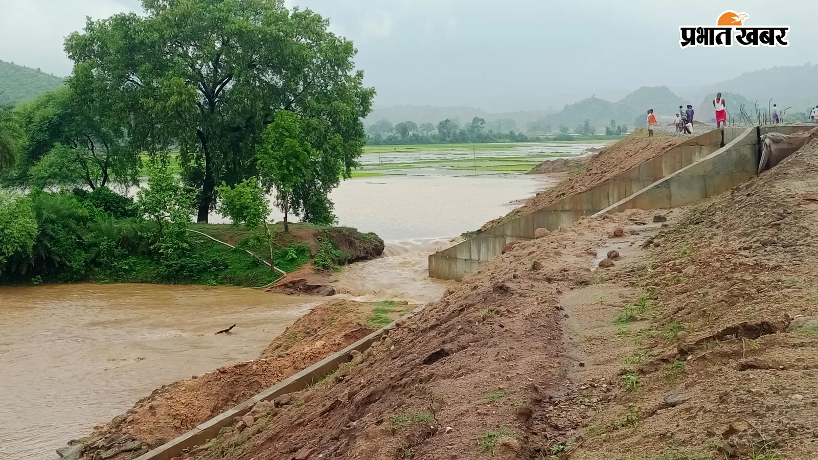 गया जी : बारिश में टूटा आहर, खेतों में भर गया पानी; इमामगंज में चार बीघे से अधिक धान बर्बाद