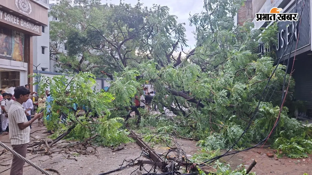 बक्सर में जर्जर पेड़ गिरने से बिजली के खंभे-11 हजार वोल्ट तार सड़क पर, टला हादसा