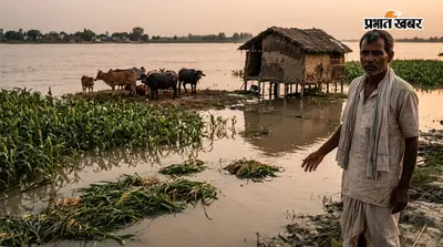 गंगा के बढ़ते पानी ने फिर बढ़ाई दियारा की चिंता, डूबने लगी चारे की फसल, पशुपालक परेशान