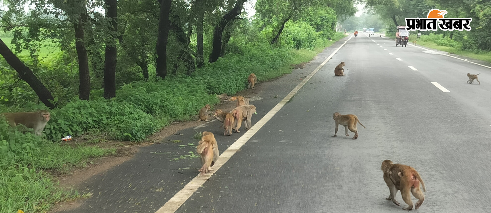 मुख्य सड़क के किनारे घास की पत्तियां व सब्जी खाते बंदर, मुख्य सड़क पर भोजन की तलाश में अपने कुनबे के साथ विचरण करते बंदर, | Prabhat Khabar Network