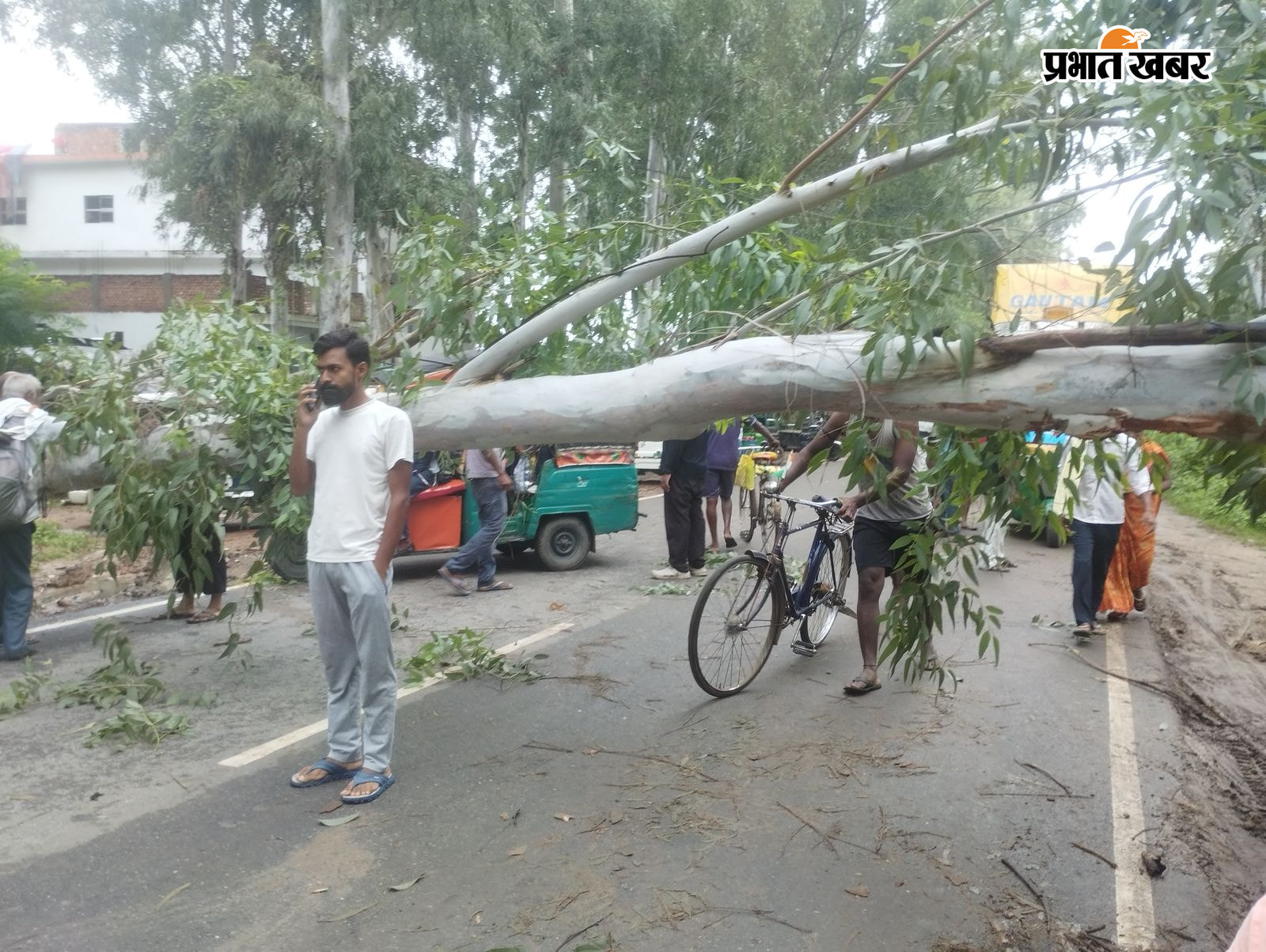 बिक्रमगंज - सासाराम पथ पर गिरा विशाल पेड़ और आवागमन बाधित की तस्वीर | Prabhat Khabar Network
