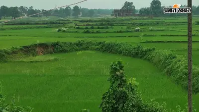 रामगढ़ में खरीफ की रोपनी ने पकड़ी रफ्तार, 88.3% लक्ष्य पूरा; मक्का की बुआई 96% तक पहुंची