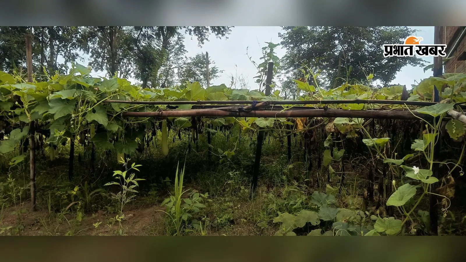 देवरी में बारिश ने किसानों की बढ़ायी चिंता, धान को मिला पानी लेकिन मूंग और सब्जियां खराब