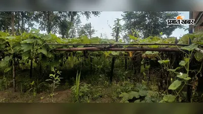 देवरी में बारिश ने किसानों की बढ़ायी चिंता, धान को मिला पानी लेकिन मूंग और सब्जियां खराब
