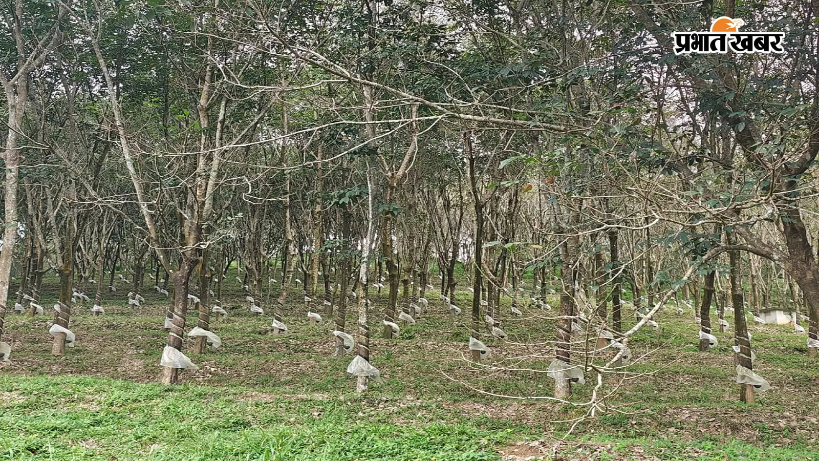त्रिपुरा की तर्ज पर लाल गलियारों में हरियाली का सपना, रबर की खेती बदल सकती है झारखंड के गांवों की तकदीर
