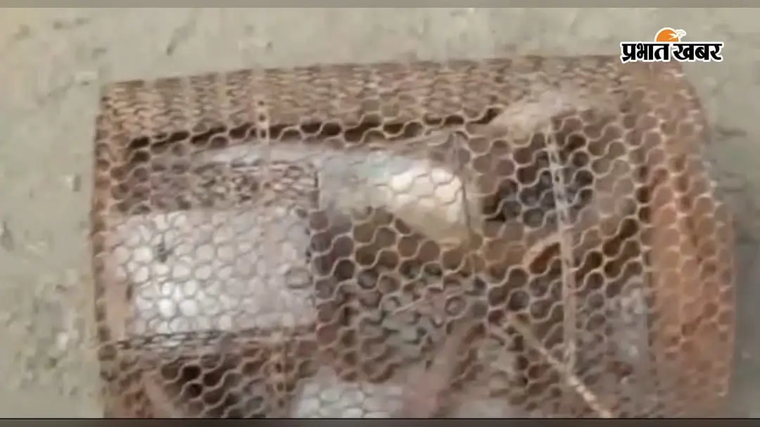 चूहा पकड़ने के लिए लगाया था पिंजरा, उसमें फंस गया जहरीला कोबरा