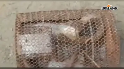 चूहा पकड़ने के लिए लगाया था पिंजरा, उसमें फंस गया जहरीला कोबरा