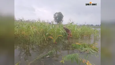 बाढ़ के पानी में डूबी 10 एकड़ में लगी मकई की फसल, किसानों की लागत पूंजी पर संकट
