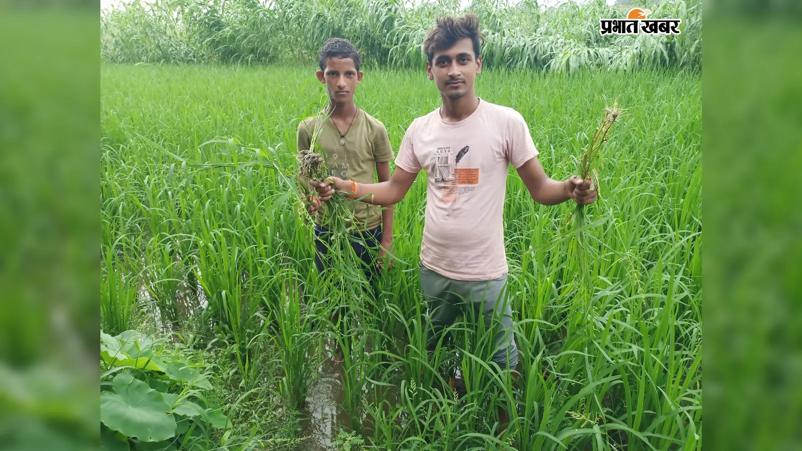 सारण के बनियापुर में बारिश से किसानों के चेहरे खिले, धान-मक्के की फसलों में लौटी हरियाली