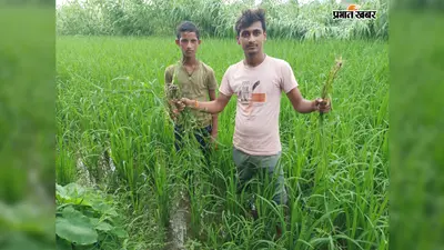 सारण के बनियापुर में बारिश से किसानों के चेहरे खिले, धान-मक्के की फसलों में लौटी हरियाली