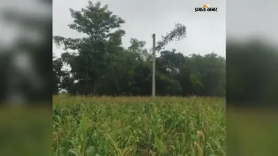 सिंचाई का तार काट ले गये चोर, मसलिया में किसानों के खेतों की बिजली ठप