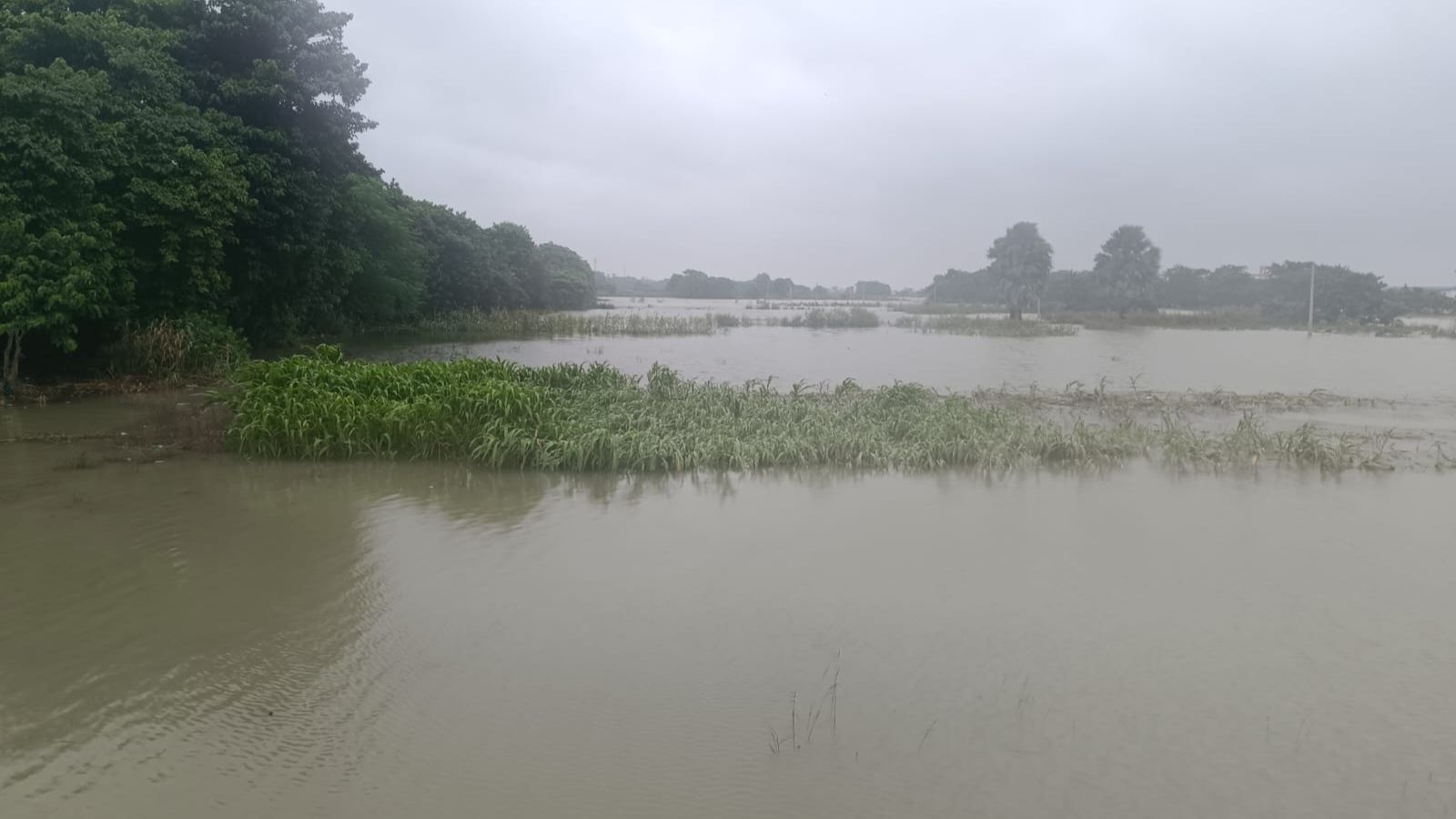 बाढ़ के कारण किसानों को हुआ नुकसान