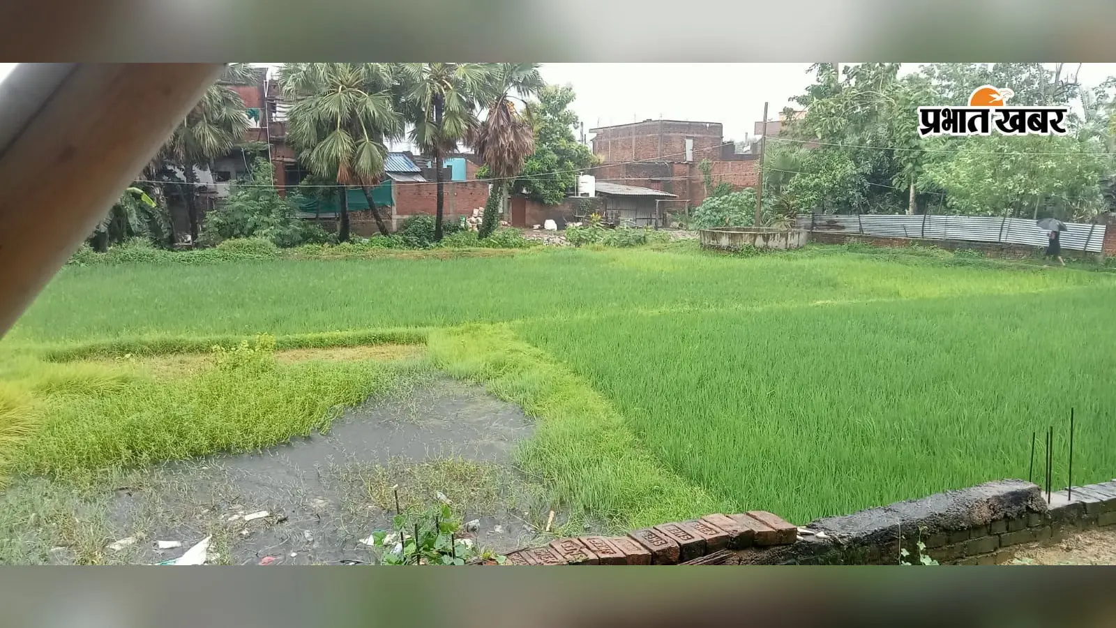 ठाकुरगंगटी में रातभर बरसे बादल,दरारों वाले खेतों में भरा पानी;किसानों के खिले चेहरे