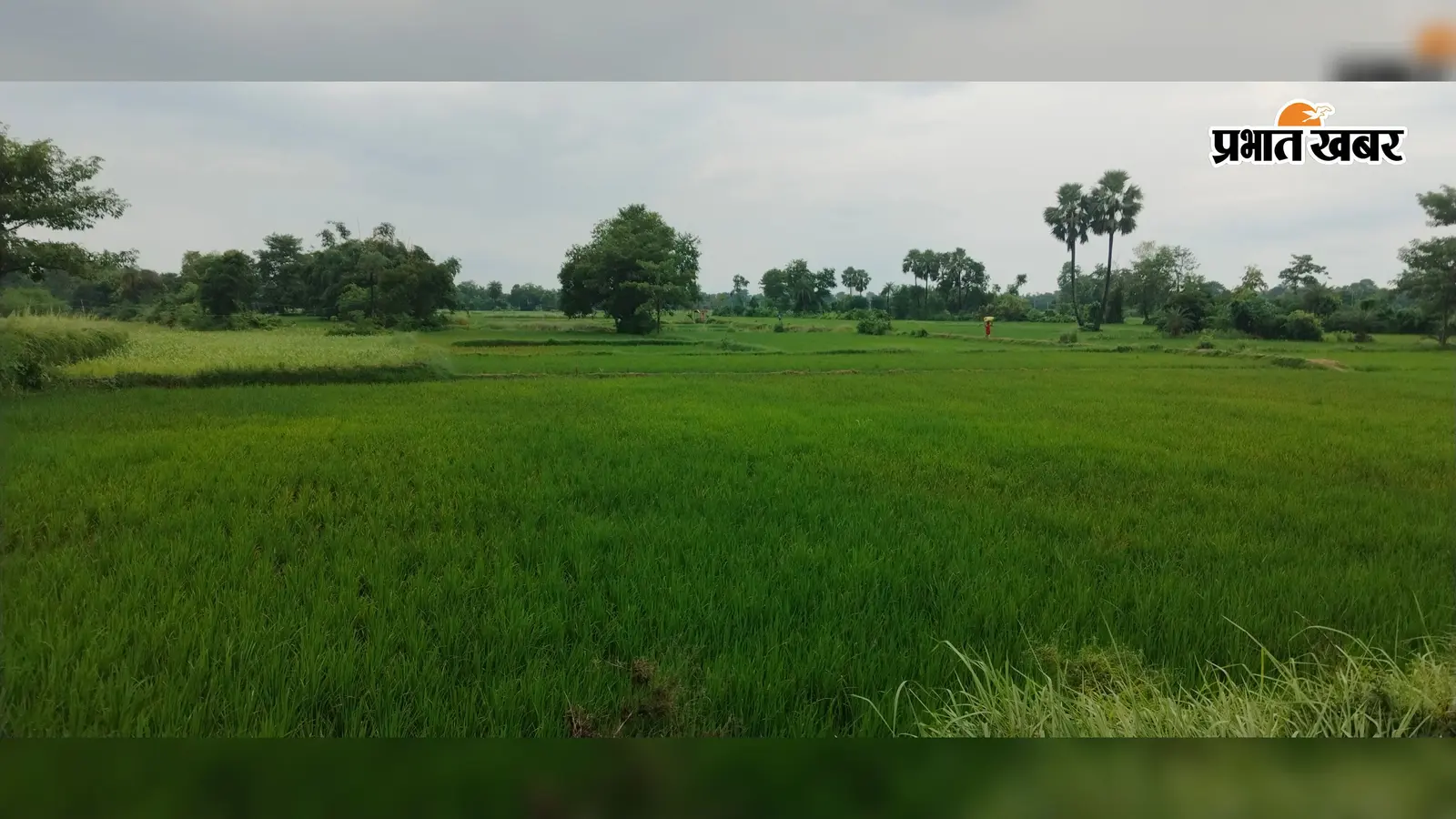 सीतामढ़ी में मानसून की बेरुखी से किसानों की बढ़ी चिंता, हालिया बारिश से मिली राहत