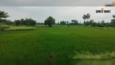 सीतामढ़ी में मानसून की बेरुखी से किसानों की बढ़ी चिंता, हालिया बारिश से मिली राहत