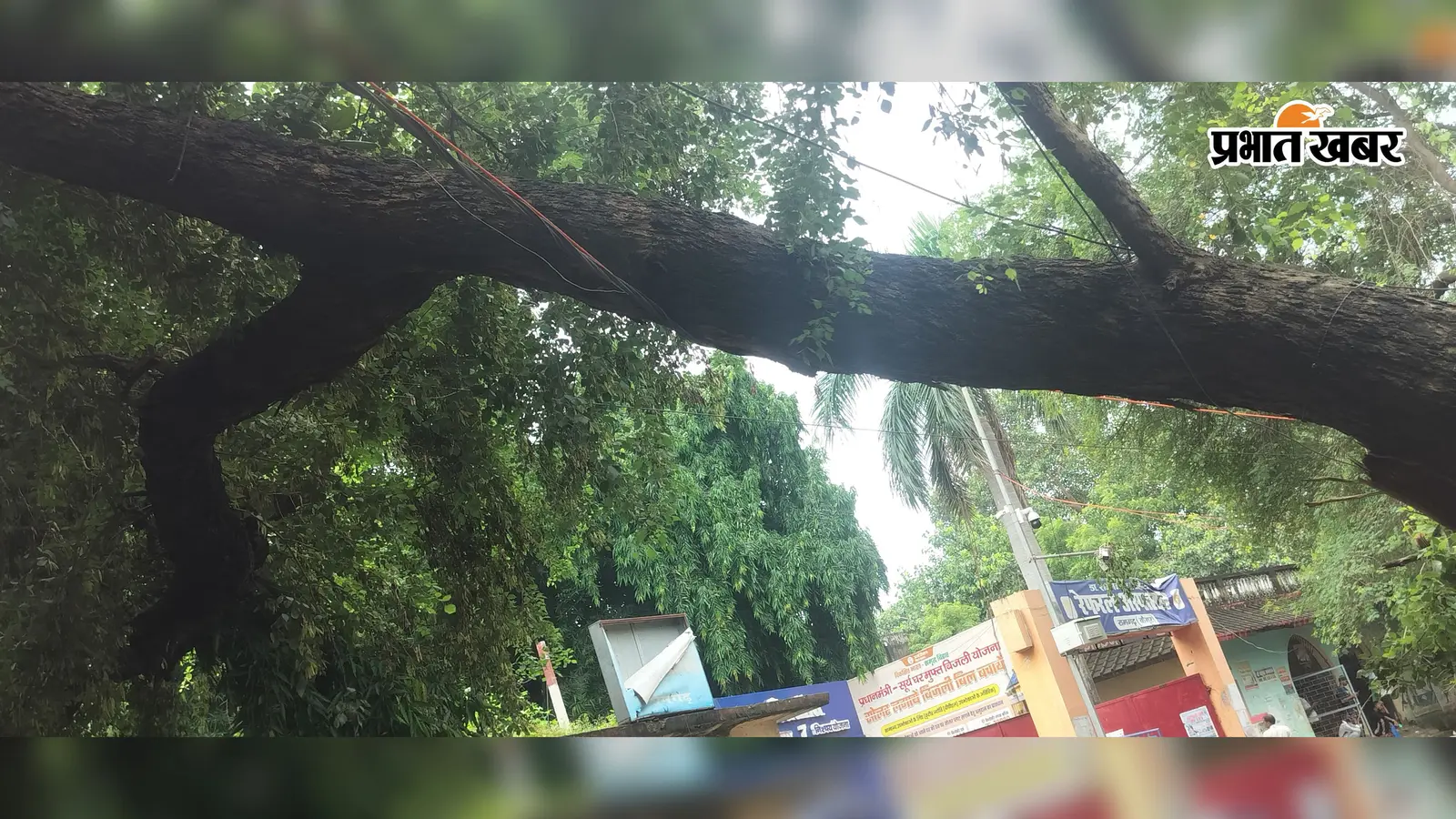 कैमूर: रामगढ़ में बिजली तार पर 48 घंटे से लटका विशाल पेड़, मंडरा रहा करंट का खतरा; विभाग बेखबर
