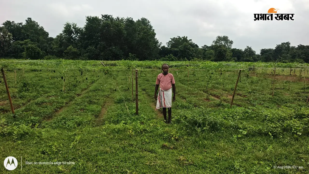 तीन दिन की बारिश से करेले की खेती पर संकट, मुरीडीह के किसानों की बढ़ी चिंता