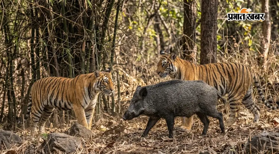 रात में घर के आंगन तक पहुंचा जंगली जानवर, मवेशी को मारकर खा गया अंदरूनी अंग