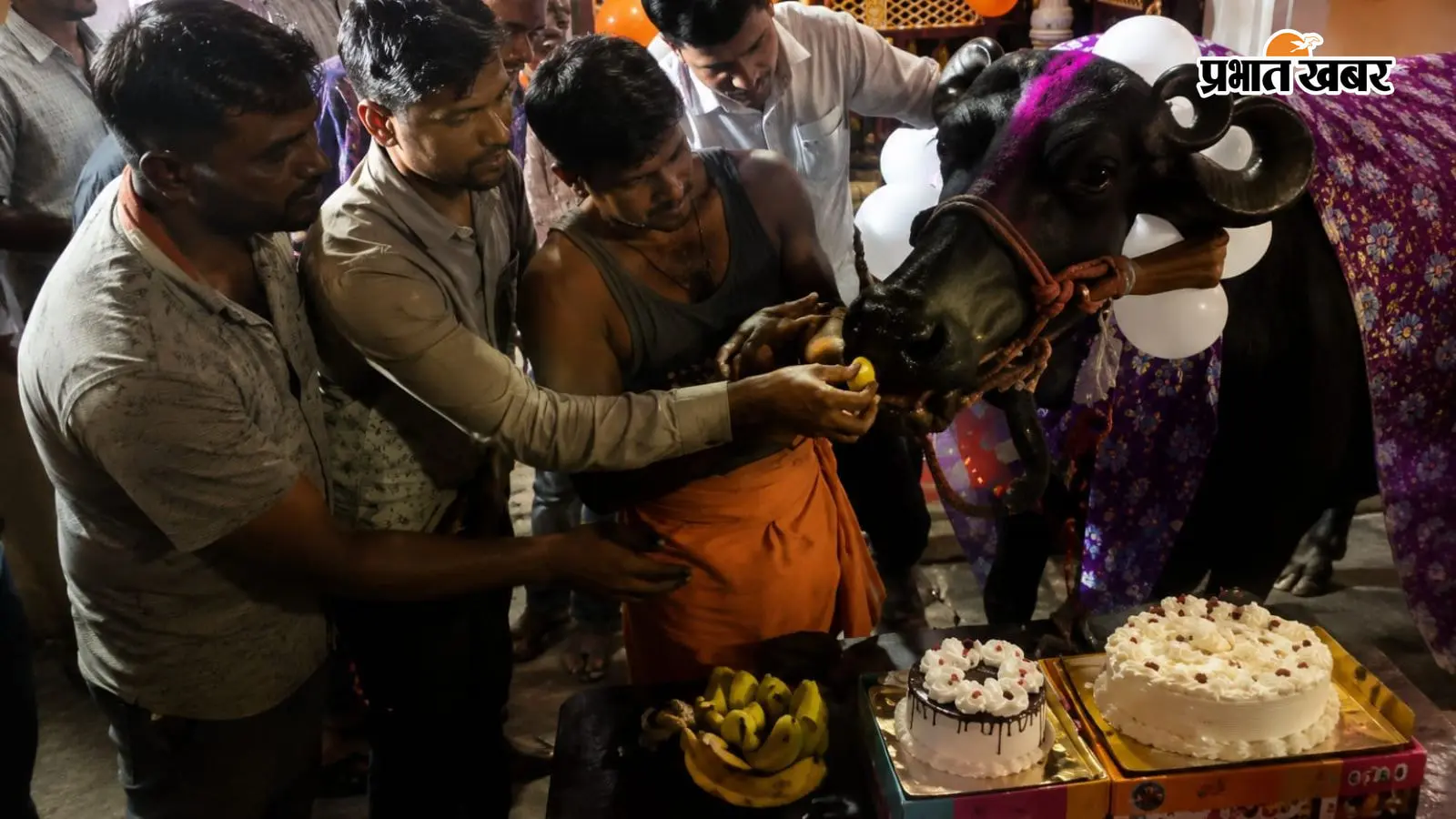 बलिया में भैंस ‘बसंती’ का धूमधाम से मनाया चौथा जन्मदिन: केक काटकर खिलाया केला-मिठाई, वीडियो सोशल मीडिया पर वायरल