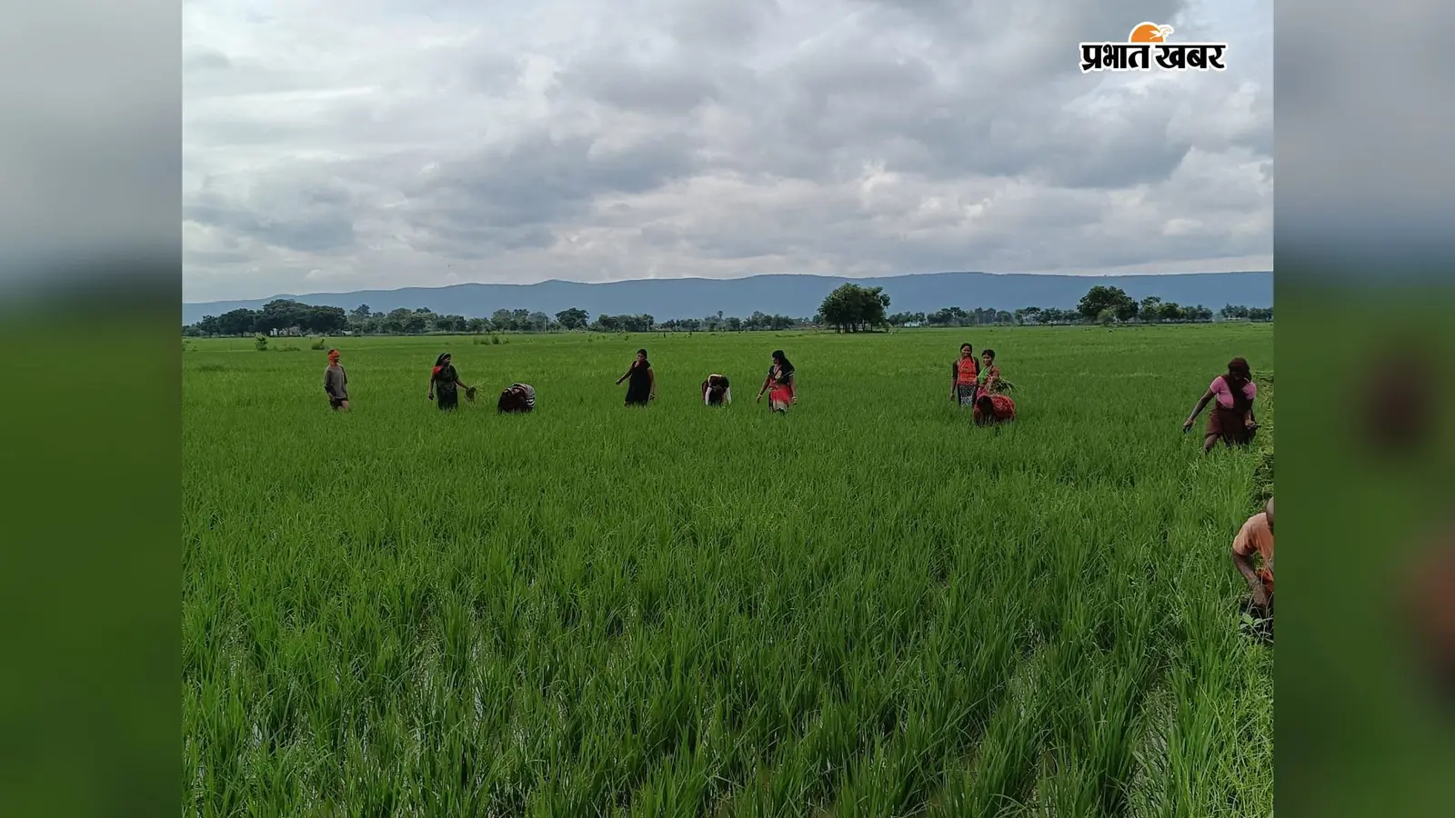 सासाराम : दो दिन की बारिश के बाद निकली धूप, चेनारी के खेतों में फिर तेज हुआ सोहनी का काम
