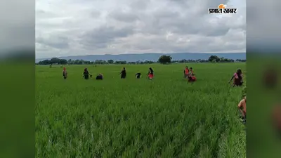 सासाराम : दो दिन की बारिश के बाद निकली धूप, चेनारी के खेतों में फिर तेज हुआ सोहनी का काम