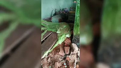 सारठ में सोते समय 76 वर्षीय वृद्ध पर गिरी दीवार, मलबे में दबने से मौत