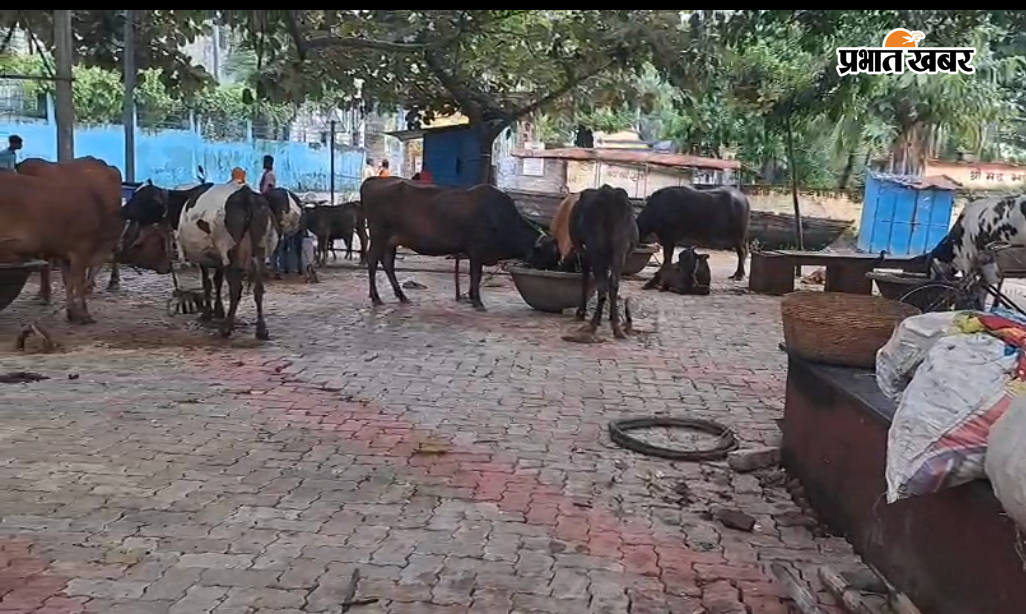 जाफरनगर गांव से पलायन करते ग्रामीण, कट ऑफ से परेशान जाफरनगर गांव के मुहाने पर खड़ा ग्रामीण, बबुआ घाट पर मवेशियों के साथ शरण लिए सीताचरण गांव के लोग | Prabhat Khabar Network