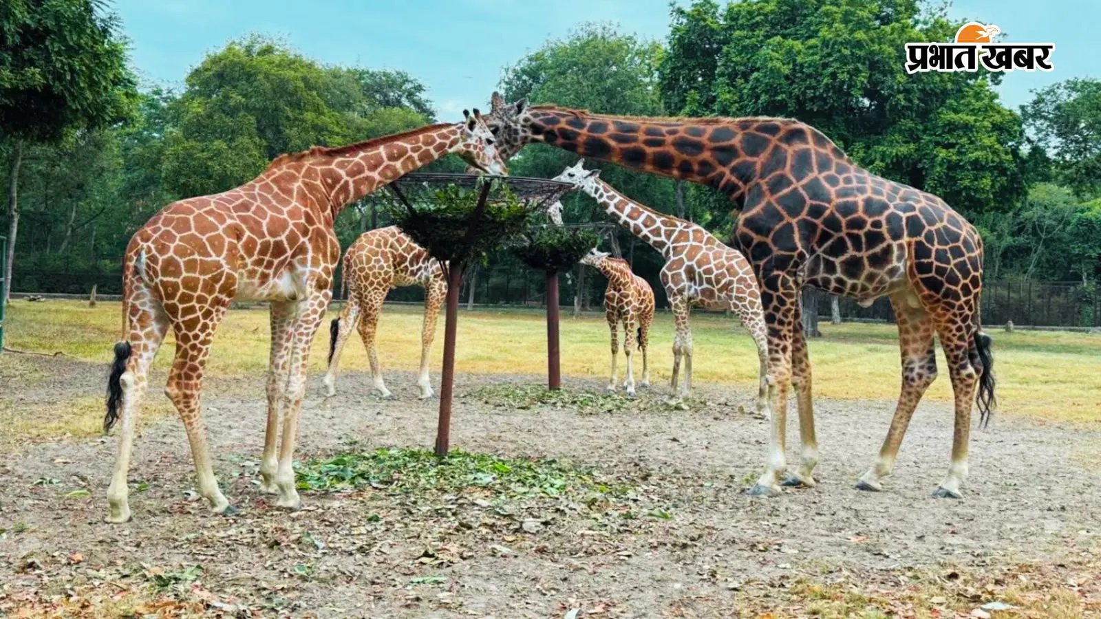 200 करोड़ की लागत से बनेगा बिहार का दूसरा मॉडर्न चिड़ियाघर, 110 एकड़ में होगा फैला, जानिए क्या-क्या मिलेगी सुविधा