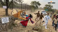Nahargarh Biological Park: घास काटने गई महिला पर बाघ ने किया हमला, मदद के लिए लगाती रही गुहार