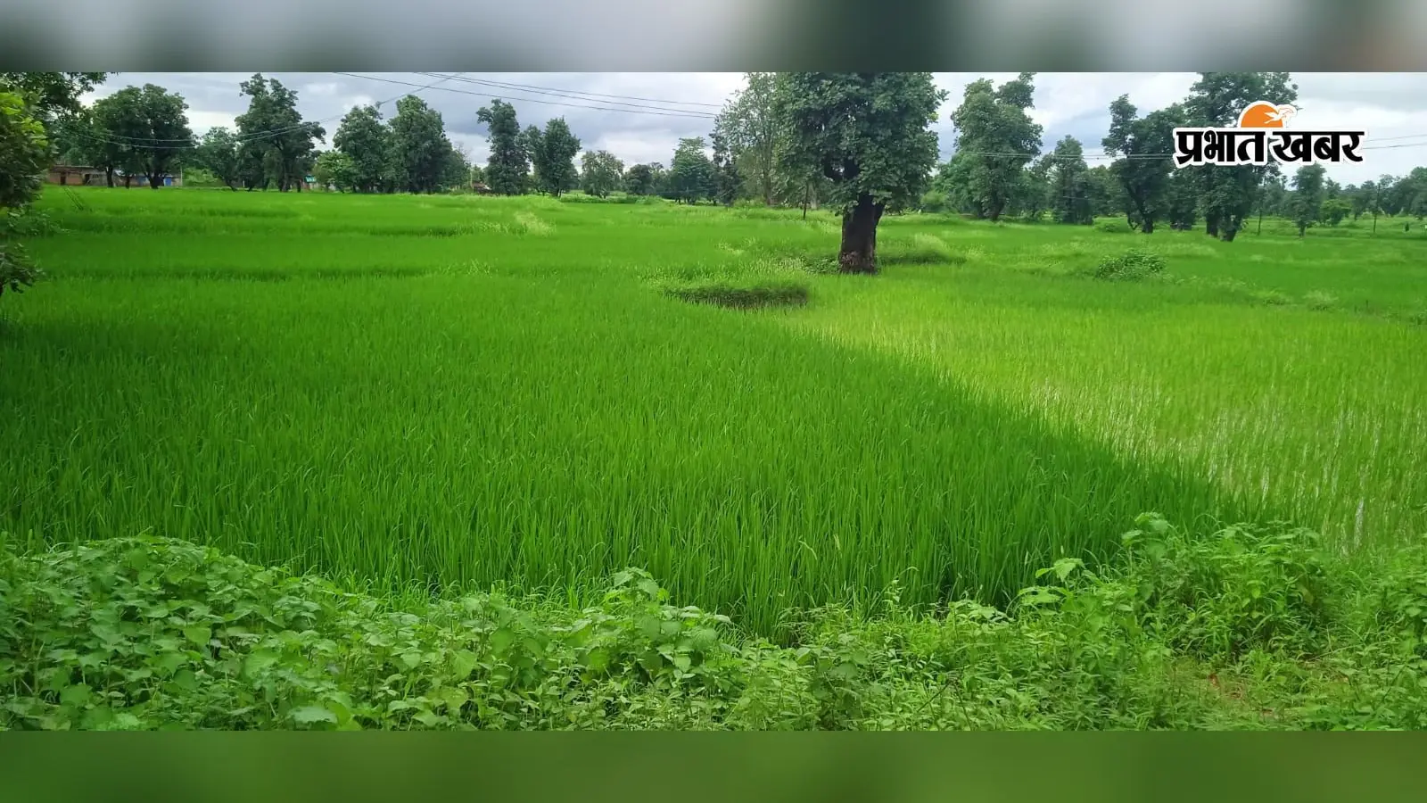 पीटीआर क्षेत्र में लगातार बारिश से किसानों के चेहरे खिले, खरीफ की बंपर फसल की उम्मीद