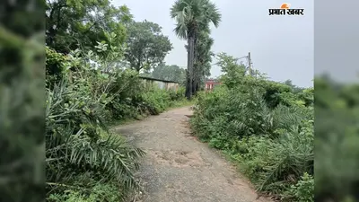 एमजी कॉलेज जाने वाली सड़क पर झाड़ियों का कब्जा, छात्र-छात्राओं को परेशानी