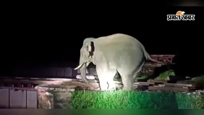 रेलवे ट्रैक पर पहुंचा दंतैल हाथी, 45 मिनट थमा रहा ट्रेनों का परिचालन