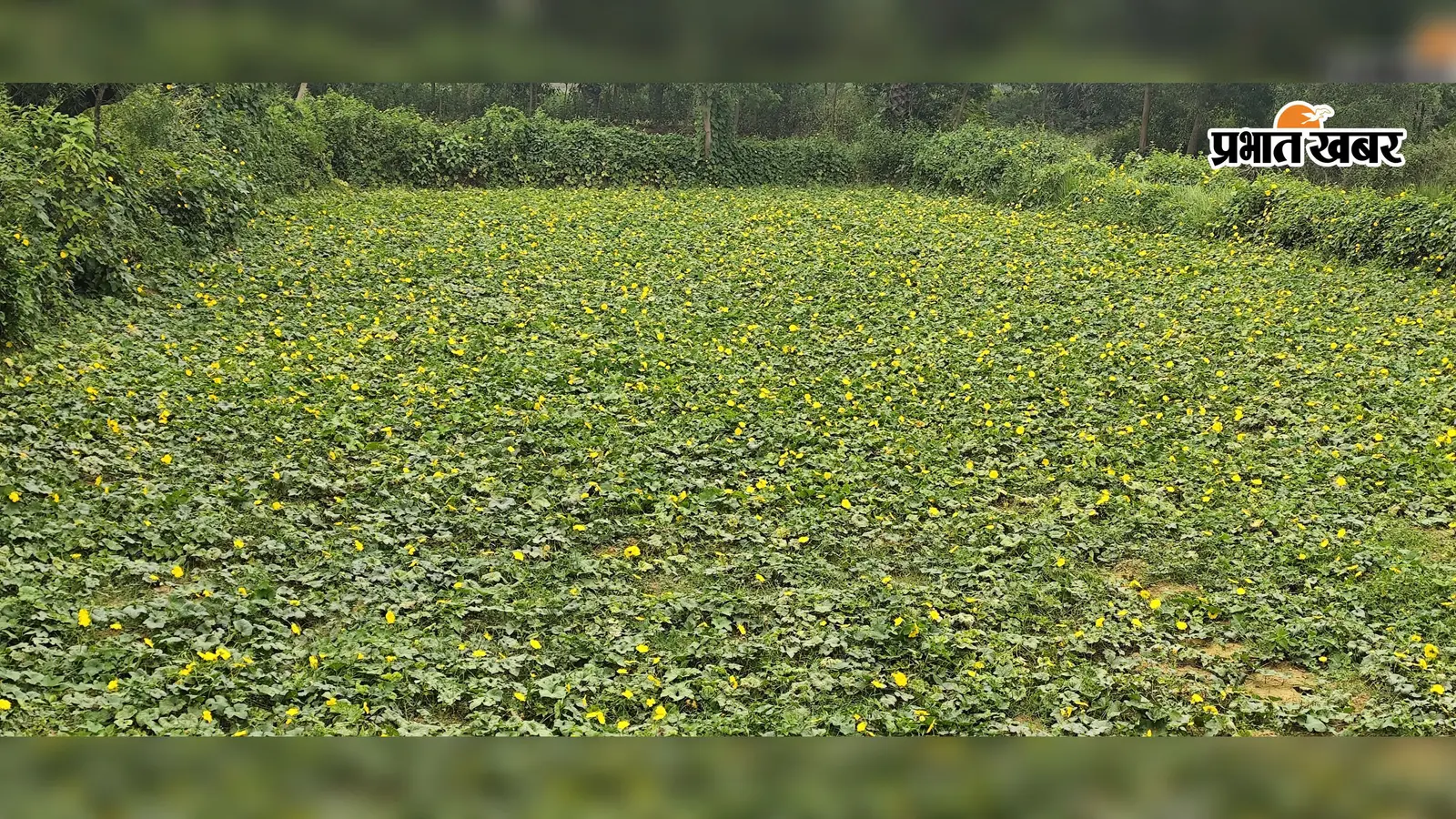 सब्जी किसानों के लिए राहत की धूप, वैज्ञानिक ने बताया अब खेत में क्या करना जरूरी
