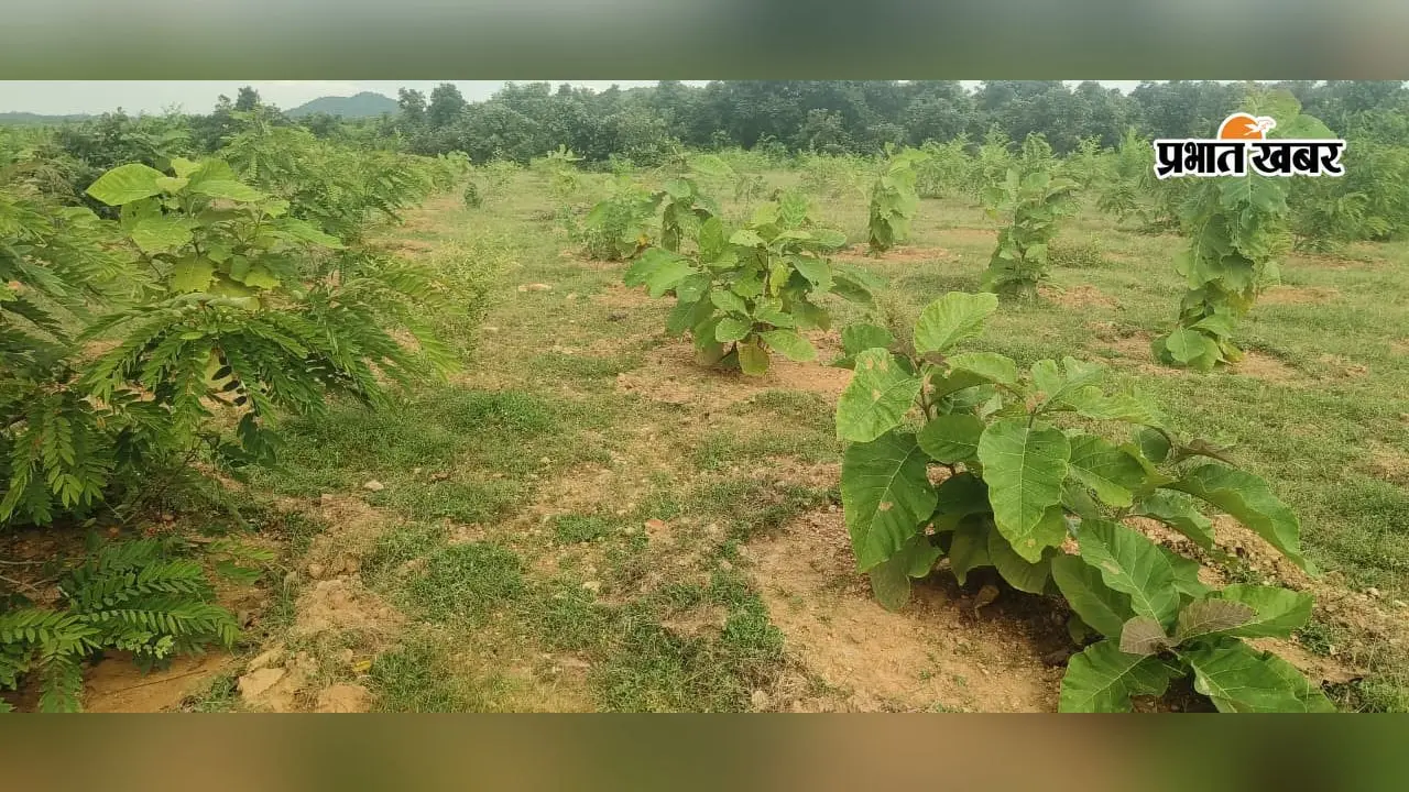 गया-जहानाबाद वन प्रमंडल ने हासिल किया 100% लक्ष्य, 4 लाख से ज्यादा पौधों का हुआ रोपण