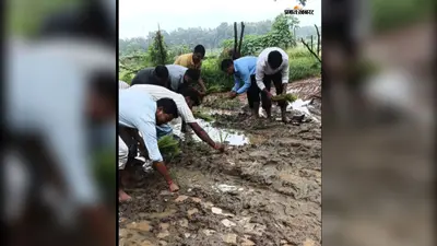 सड़क पर कीचड़ और गड्ढे से परेशान ग्रामीण, विरोध में सड़क पर ही रोप दिया धान