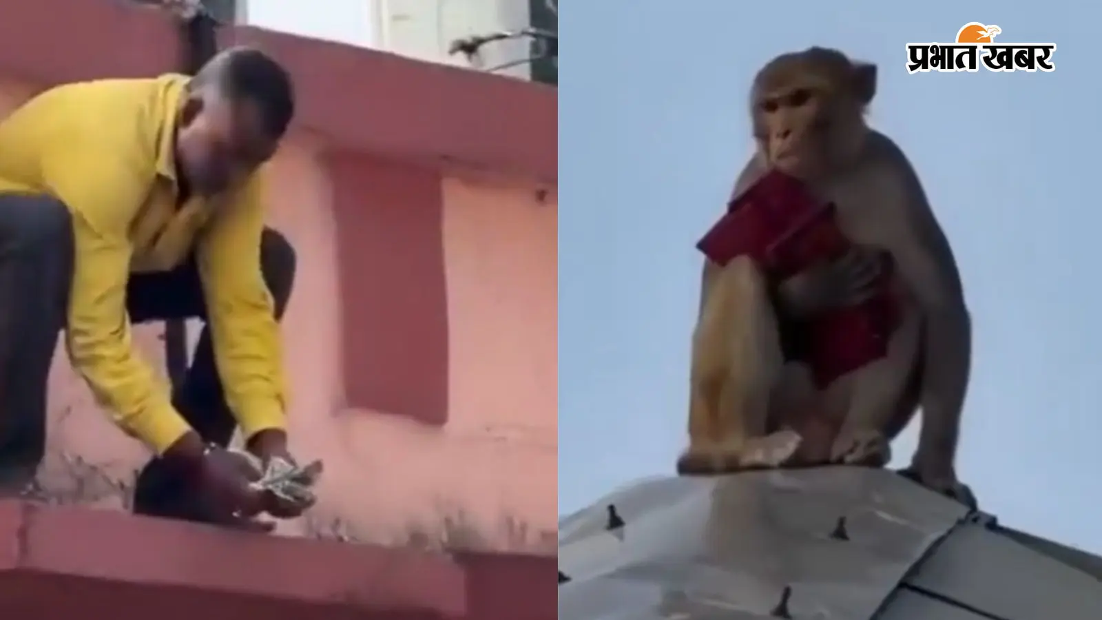 Video: रेलवे स्टेशन पर उड़े 500-500 के करारे नोट, बंदर के हाथ लगे 40 हजार रुपए, हवा में उछाले पैसे