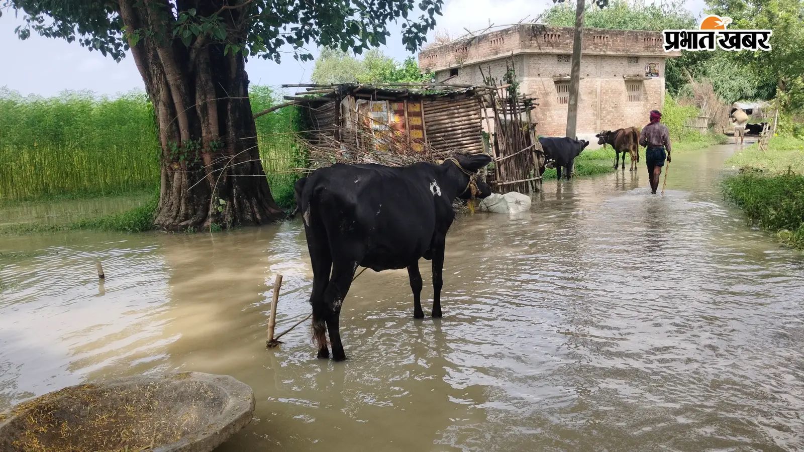 मवेशियों के चारे का संकट
