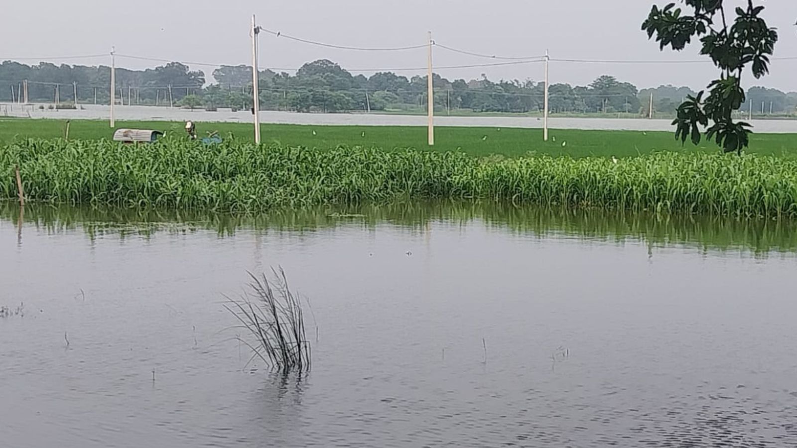 बाढ़ के पानी में डूबी खेतों में खड़ी फसल. फोटो - प्रभात खबर