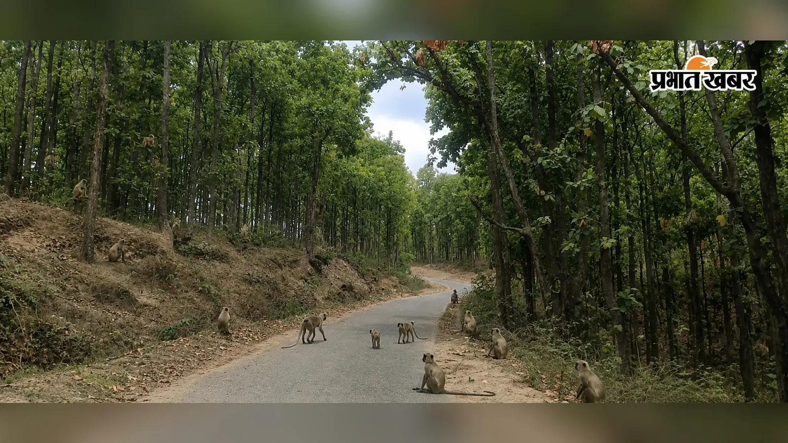कसमार के हिसीम पहाड़ में बंदरों का आतंक, किसानों ने छोड़ी दलहन-तिलहन की खेती; खाली पड़े खेत