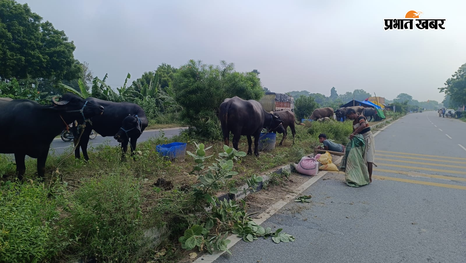 नोट: फोटो नंबर 4 सीएचपी 9 है कैप्सन होगा-फोरलेन सड़क पर मवेशियों के साथ समय गुजार रहे हैं लोग | Prabhat Khabar Network