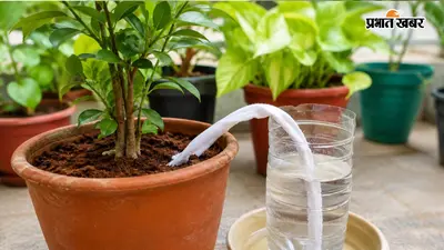 पौधों को रोज पानी देने की टेंशन खत्म, घर की इस चीज से बनाएं Self-Watering Pot