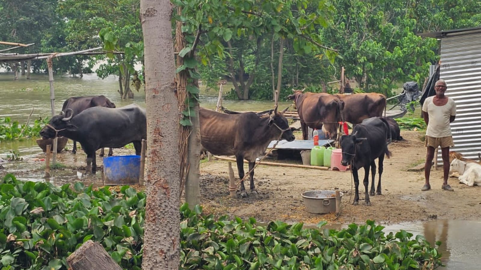 चारों तरफ बाढ़ से पानी में घिरा किसान