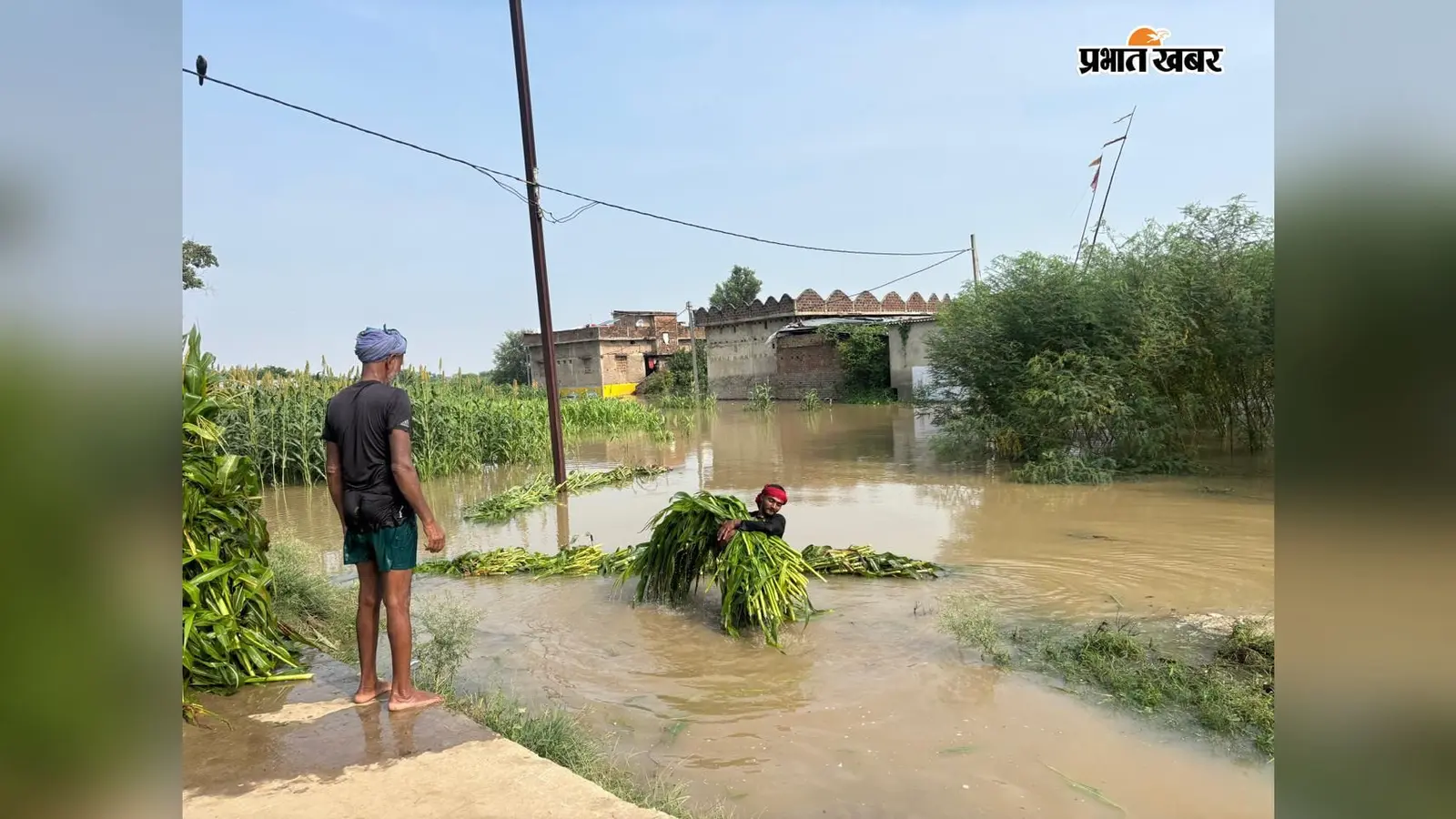 बेगूसराय : शाम्हो में गंगा का जलस्तर बढ़ा, खेत डूबे; नाव के सहारे घरों से निकल रहे ग्रामीण