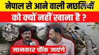 Watch VIDEO: नेपाल की बाढ़ से बिहार आई मछलियों को लेकर अलर्ट, डॉक्टर बोले- खाने से हो सकती है गंभीर बीमारी