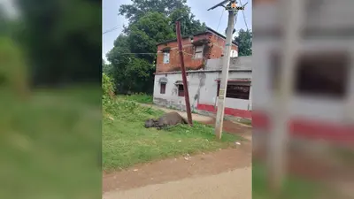 ठाकुरबारी के पास करंट की चपेट में आने से भैंस की मौत, मुआवजे की मांग