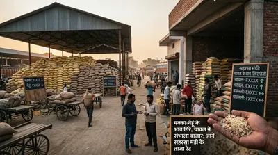सहरसा मंडी में मक्का-गेहूं के भाव क्यों गिरे? चावल ने पकड़ी रफ्तार, जानें आज का पूरा रेट