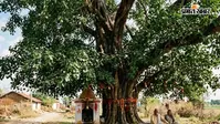 आखिर पीपल के पेड़ से क्यों जुड़ा है शनि देव का नाम? पौराणिक कथाओं में छुपा है रहस्य