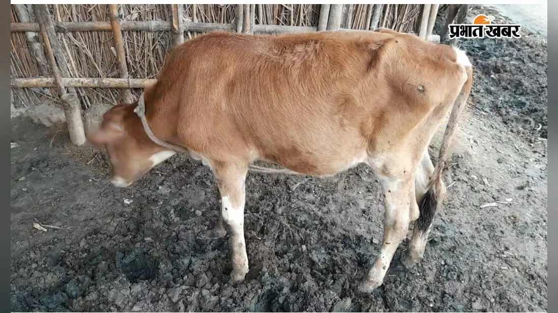 नारायणपुर में पशुओं में फैल रहा है लंपी बीमारी