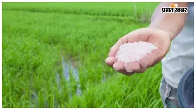 मोतिहारी में धान की फसल के लिए यूरिया की किल्लत, निर्धारित दर से अधिक दाम वसूल रहे दुकानदार